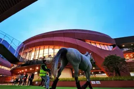 首批39匹赛马今晨抵沪！五一假期看顶级骑手云集上海图片