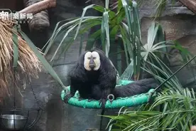 “zoo walk”为啥火了？图片