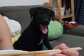 养了1年多的爱犬被人偷走后遇害，嫌疑人落网，但损失要怎么定？图片