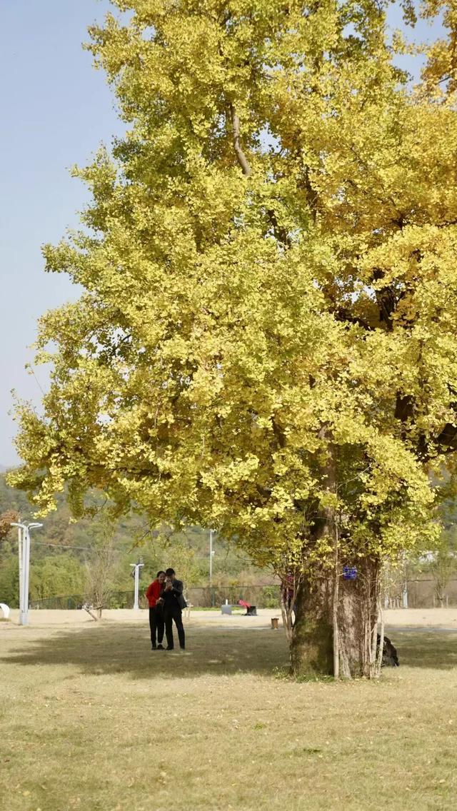 上千人蜂拥而至，杭州一棵树火遍全网！有人一大早开车赶过来：太值了