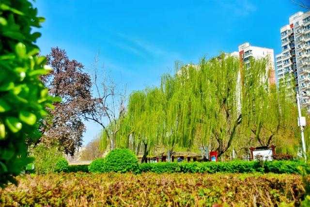 春色满城！定州藏不住的温柔与浪漫