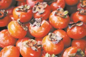 吃柿不宜多 小心“胃柿石”图片