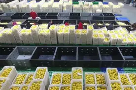 新春走基层丨安岳柠檬领跑“川果”出口图片