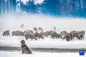 雪降北马其顿图片