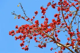 【春赏木棉红】昌江：第一批木棉花迎风绽放迎新春图片