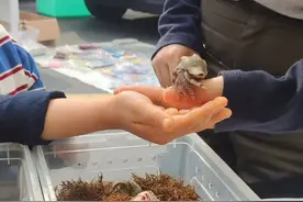 寄居蟹火了！你考虑养一只吗？图片