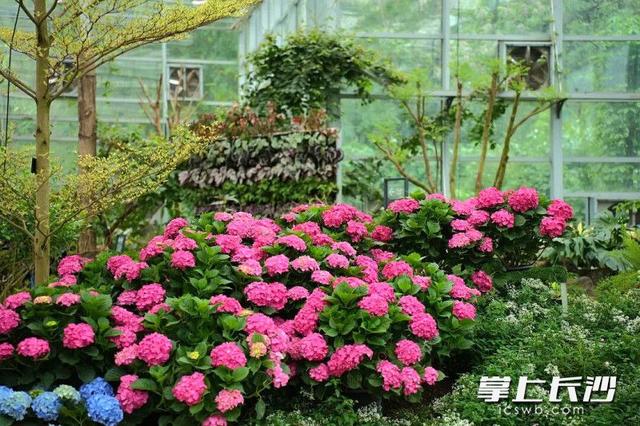 浪漫拉满！省植物园六大绣球绽放等你来打卡 ｜ 组图
