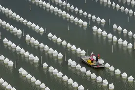 价格“狂飙”！热销珍珠品类涨幅达到80%，怎么看这波珍珠热？图片