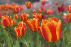 提前收藏！郑州赏春的5个好去处→图片