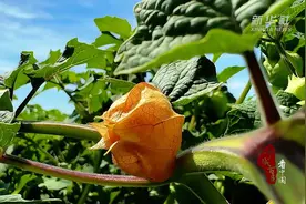 千城百县看中国｜内蒙古阿荣旗：菇娘果熟了图片