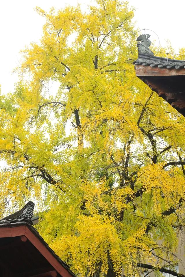 来江西书院赏秋，聆听穿越千年的风雅颂！