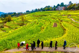 重庆南川：花满梯田引客来图片