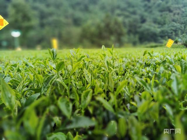 活力中国调研行｜从 “卖茶叶” 到 “卖体验” 一片绿叶的增值之道