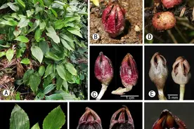 广西发现5个蜘蛛抱蛋属新物种图片