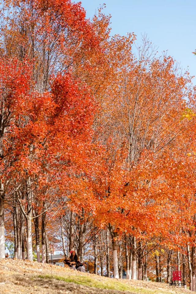 红红红红！红“枫”了！