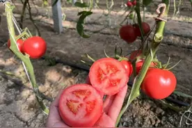 献县番茄为什么这样红？图片