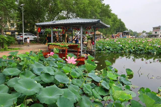 铁岭：一汪碧水“重生记”！“大莲花”荷香浮动迎客来