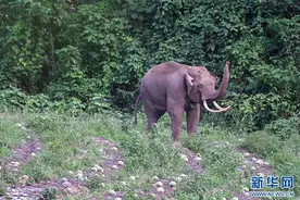 野生动物保护 | 我国首头被放归的救助象咋样了？图片