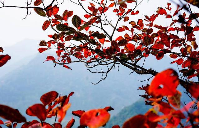 南漳：秋染五朵山