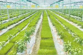 高标准农田建设进入新阶段，汨罗全域推进育秧大棚建设图片