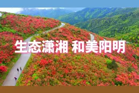 十万亩杜鹃盛放！2025湖南阳明山“和”文化生态旅游节即将开幕图片