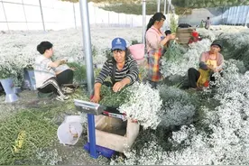 沙滩地种出满天星图片