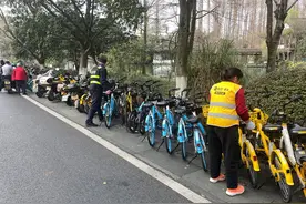 郁金香开了， 太子湾公园外停满美团单车图片