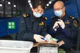 成都海关所属邮局海关查获6只进境外来物种巨人恐蚁图片