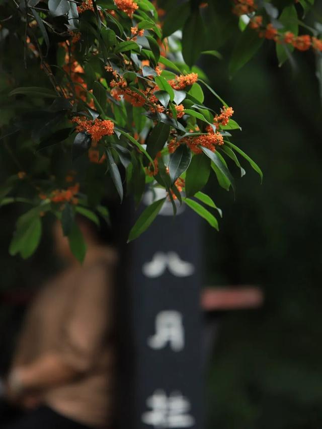 报！新都又一波桂花开啦！