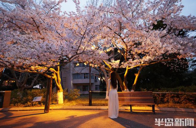 单樱盛放，夜游赏景正当时