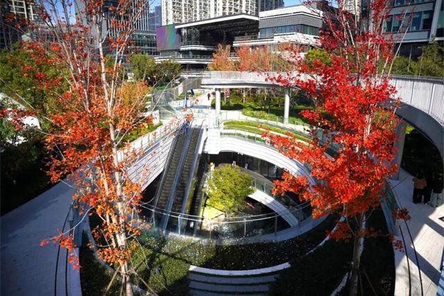 通往秋天！上海市区绝美枫叶扶梯上线→