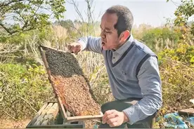 同安冬蜜大丰收蜂农却犯愁，约1000斤冬蜜滞销急需帮助图片