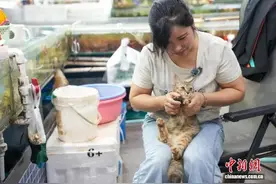 南宁一海鲜摊主养了18只“招财猫”：只要对它们好 想领养可以无偿赠送图片