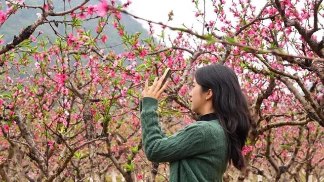 来丘北普者黑踏青赏花