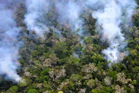 （外代一线）亚马孙雨林遭遇火灾图片