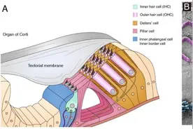 科研进展|刘志勇组破解听觉密码:Casz1守护耳蜗内毛细胞命运与维持外毛细胞存活图片