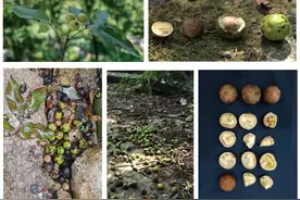 贵阳发现多株极危物种“贵州山核桃”图片