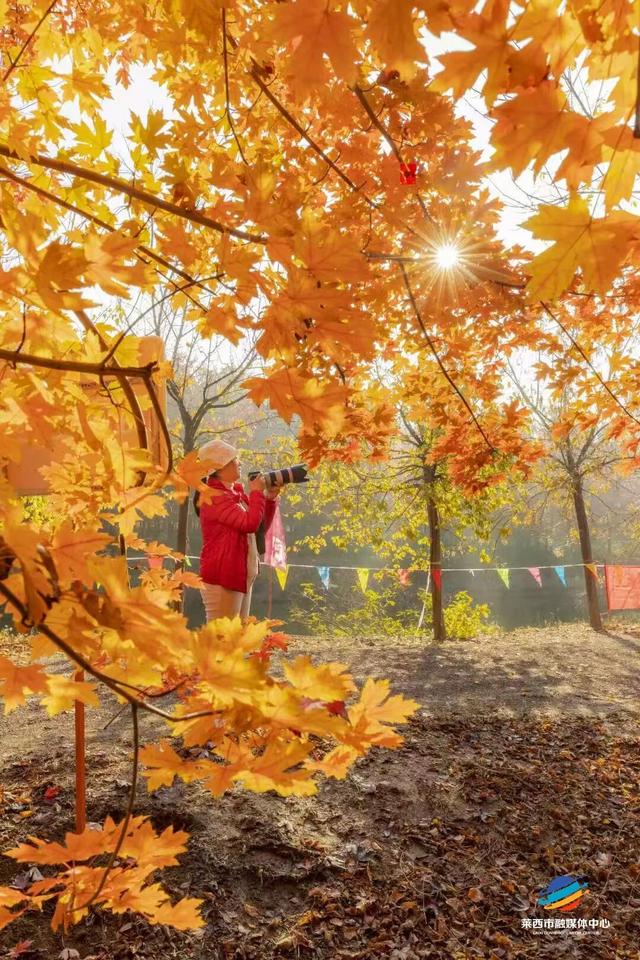 莱西市第十届红枫嘉年华正式拉开帷幕！