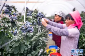 美味“蓝”不住，云南丘北蓝莓熟啦！图片