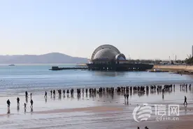 信号山：过冬海鸥在青岛集结 来“栈桥食堂”喂你的鸥了图片