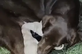 萌化了！搜救犬“咖啡”当妈妈，生下8只狗宝宝图片