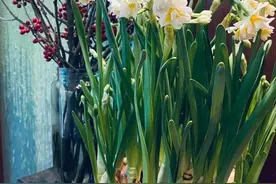 上海非遗“崇明水仙”，全面上市！图片