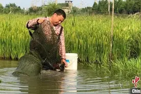 澳龙“入住”江南古镇 “稻虾共作”开启新“食”代图片