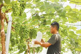 邹平市高新街道：“甜蜜经济”助增收图片
