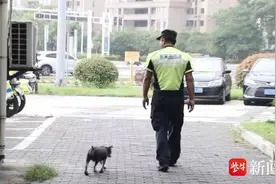 流浪狗365天陪交警执勤，背后的故事令人感动图片