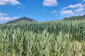 10月上市 怀柔又一试验田迎高产图片