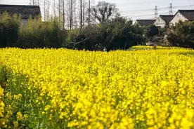油菜花开！趁着春天，踏青去图片
