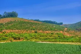 粤来粤好百千万 | 化州平定：沉香拓宽百姓致富路，产业支撑乡村振兴梦图片