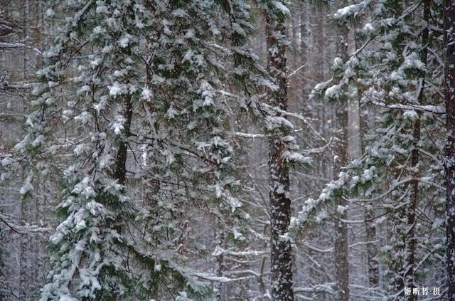 期待！净月潭的冬天 是这样式儿的！