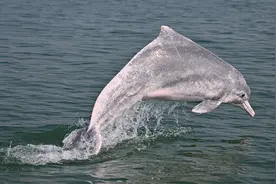 国道之行 海阔天空｜在三娘湾邂逅中华白海豚图片